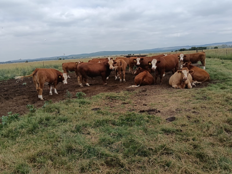 0 Bedroom Property for Sale in Klipdrift North West